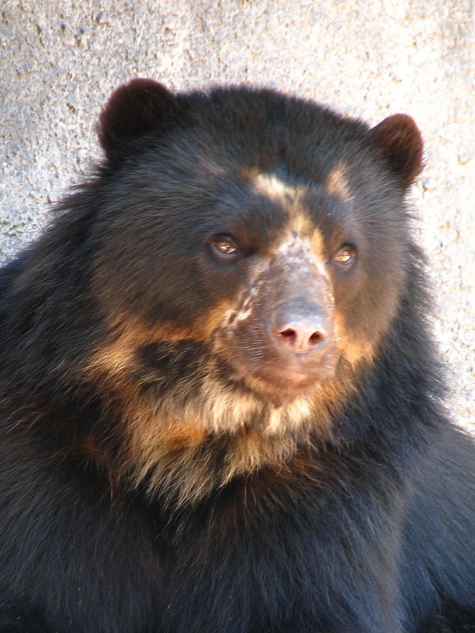 Proyecto Juco-Proyecto Binacional Yaguajuco y Pirynaicus aúnan esfuerzos para la investigación y conservación del oso más austral del mundo y otros carnívoros del Neotrópico
